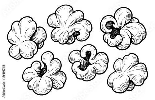 Engraved Illustration of Six Pieces of Popcorn in Black and White with Detail