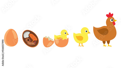 Educational vector diagram showing the life cycle of a chicken from egg to adult. Perfect for children’s learning, school posters, science projects, and biology classes.