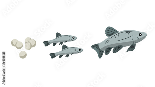 Vector illustration of a fish life cycle showing the stages of development from eggs to fry and then to an adult fish. This educational diagram is perfect for teaching biology, marine science, and zoo
