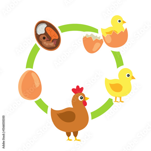 Educational vector diagram showing the life cycle of a chicken from egg to adult. Perfect for children’s learning, school posters, science projects, and biology classes.
