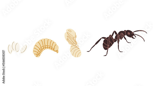 Vector illustration of the ant life cycle showing four main stages: eggs, larva, pupa, and adult ant. Perfect for educational materials, biology textbooks, science infographics, and classroom resource