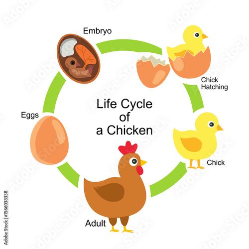 Educational vector diagram showing the life cycle of a chicken from egg to adult. Perfect for children’s learning, school posters, science projects, and biology classes.