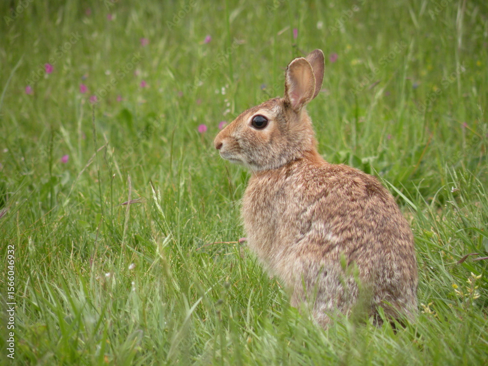 Fototapeta premium Wild Bunny in My Back Yard