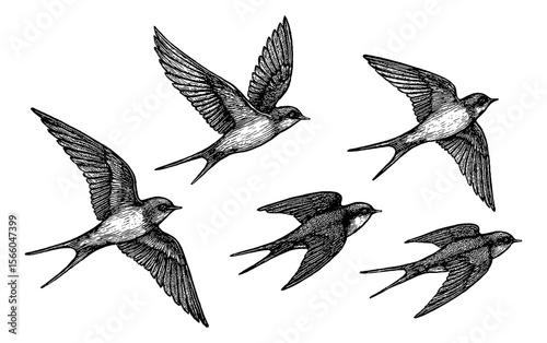 Engraved Illustration of Birds in Flight with Detailed Black and White Line Art Drawing