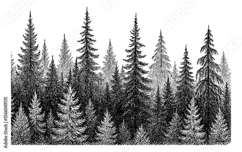 Monochrome Dense Forest of Evergreen Trees Illustration in Black and White