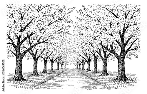 Black and white drawing of a path with trees in perspective view illustration