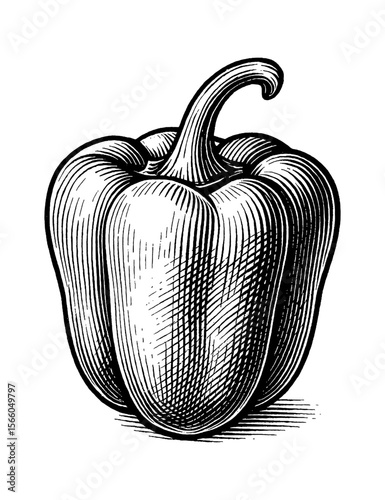 Detailed Engraving of a Single Bell Pepper on a White Background