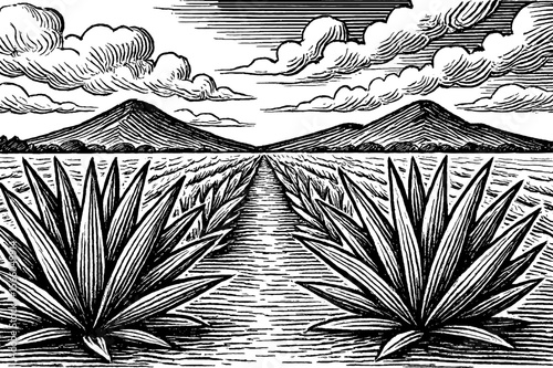 Engraved illustration of agave field leading to mountains under cloudy sky