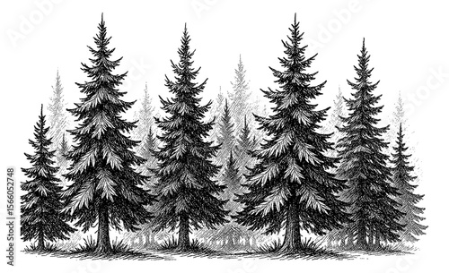 Group of Pine Trees in a Forest with Detailed Engraving Style Black and White Illustration