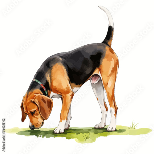 Beagle dog sniffing the ground in green grass outdoors  