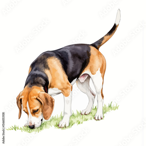 Beagle dog sniffing grass in a natural outdoor setting  