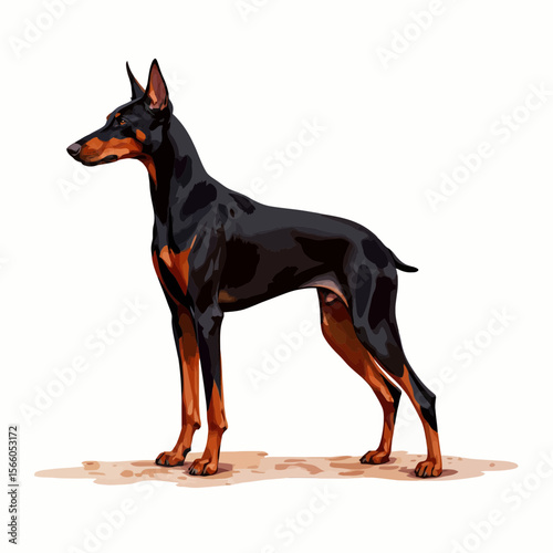 Doberman dog standing confidently with alert expression on white background  