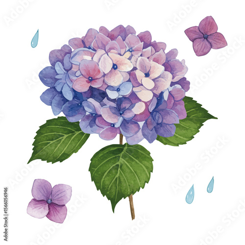 Vector watercolor illustration / 水彩テイストのあじさい