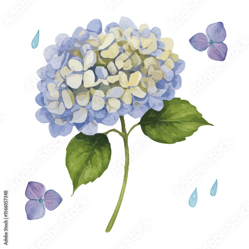 Vector watercolor illustration / 水彩テイストのあじさい
