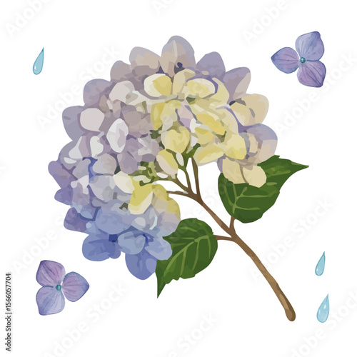 Vector watercolor illustration / 水彩テイストのあじさい