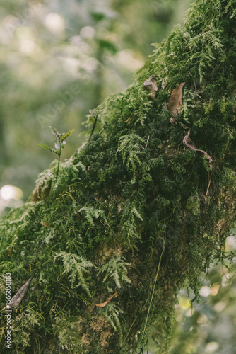 Close-up of a single branch covered with soft green moss – natural texture and detail in forest setting.