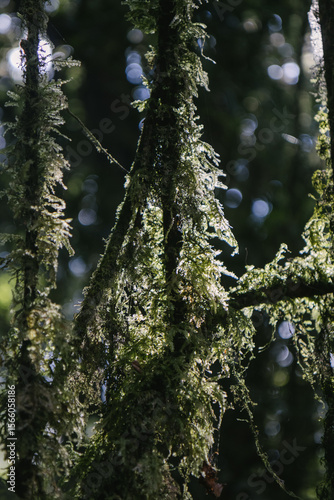 Branch hanging in the jungle, richly coated with green moss in humid air.