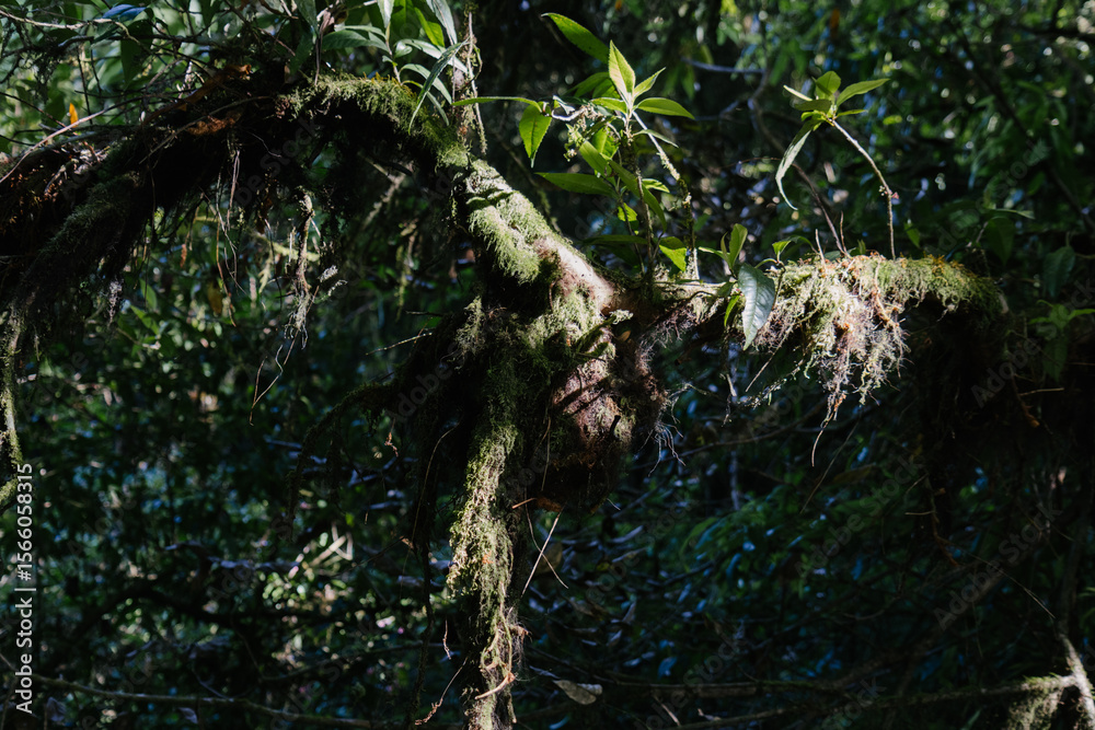 Fototapeta premium Overlapping mossy limbs in a foggy tropical forest setting.