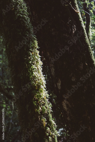 Overgrown tree structure with moss in a rainforest canopy.