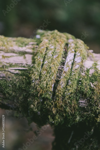Old rope wrapped around a moss-covered wooden log – rustic natural texture in a forest setting.