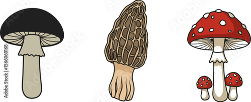 Mushroom identification guide featuring morel amanita and black cap mushrooms for education purposes