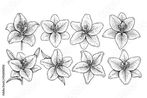 Various Lily Flowers Vector Engraving Set
