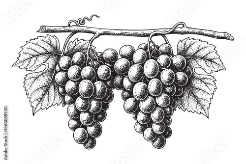 Grape Clusters on Vine Vector Engraving Illustration