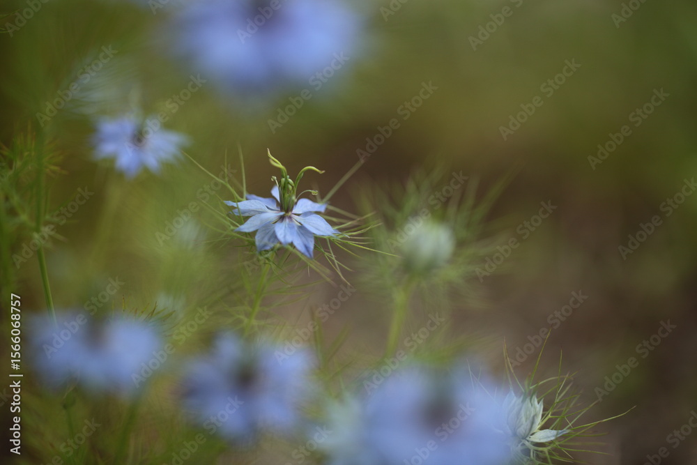 Naklejka premium ニゲラの花のアップ
