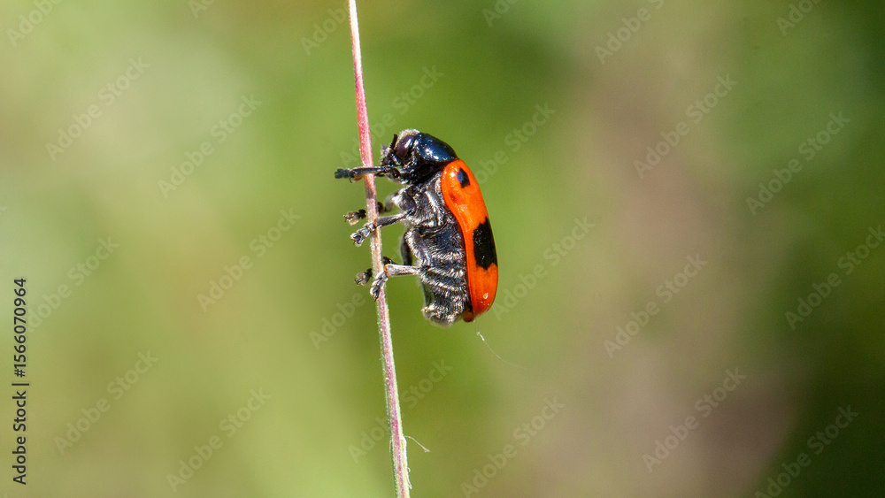 ladybird on a leaf ladybird on a leaf