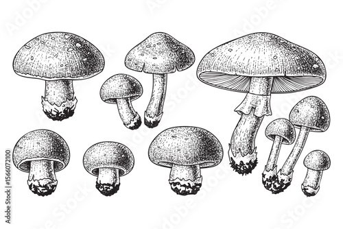 Wild Mushrooms Vector Engraving Set