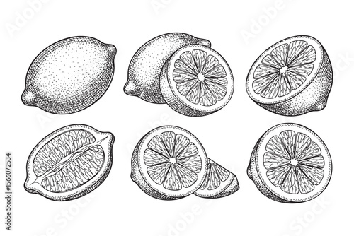 Various Lemon Fruits Vector Engraving Set