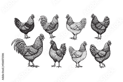 Collection of Farm Chickens and Rooster Vector Engraving Set