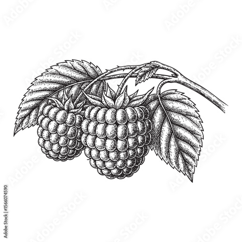 aspberries on Branch with Leaves Vector Engraving Illustration

