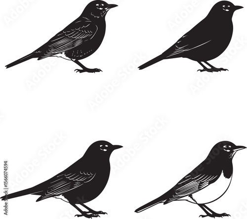 American robin Silhouettes