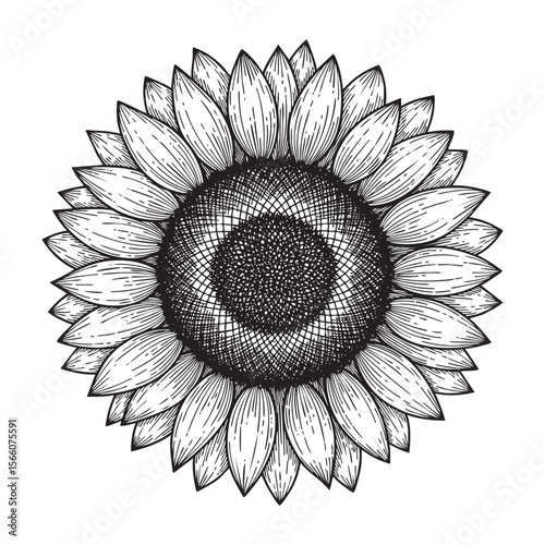 Sunflower Blossom Head Vector Engraving Illustration