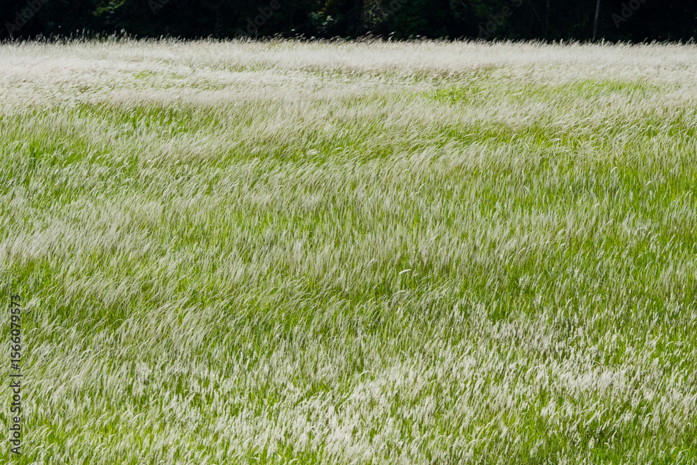 Fototapeta premium green grass field