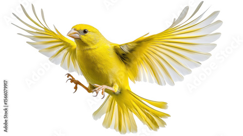 Bright yellow canary bird with wings spread wide in flight isolated on transparent background