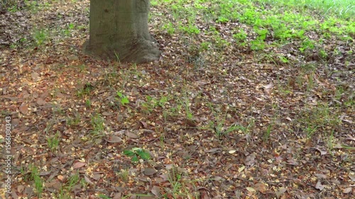 Wallpaper Mural ぽとりぽとりと次々に落ちるモッコクの白と黄色の小さい花のスローモーション Torontodigital.ca