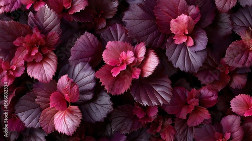 Richly textured purple foliage