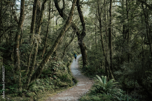 Hiking in the forest, Milord Track