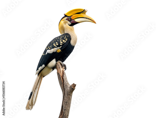 Majestic Rhinoceros Hornbill perched, showcasing its distinctive casque and plumage on a white background.