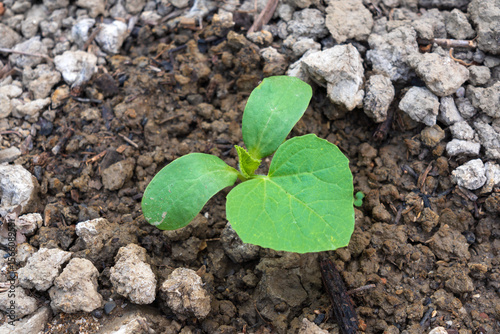 Young watermelon shoots in the melon field