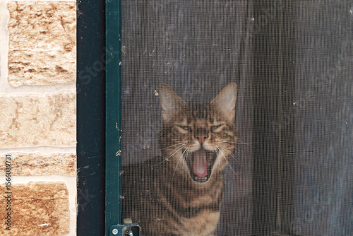 Mosquito net on the window and a yawning cat