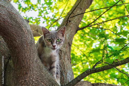 A domestic cat sits on a tree trunk