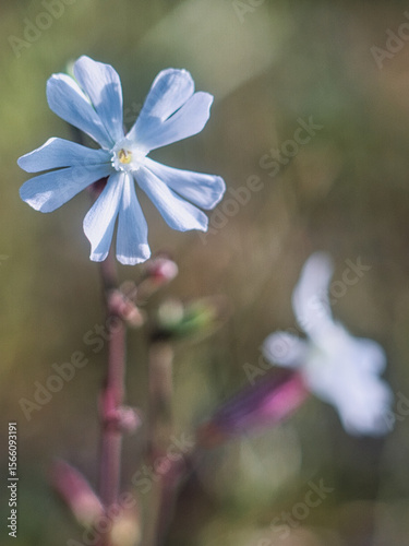 niebieski kwiatek znaleziony na łące