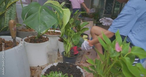 Little school boy planting monstera green tree leaf plantation in house