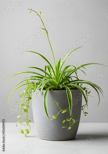Vibrant Spider Plant and String of Pearls Houseplant in Modern Grey Pot on Minimalist Background