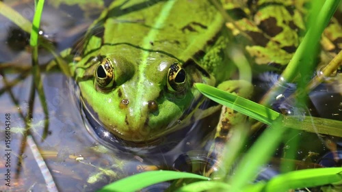 Edible frog, pelophylax esculentus laying on pond surface. Czech wildlife animal background