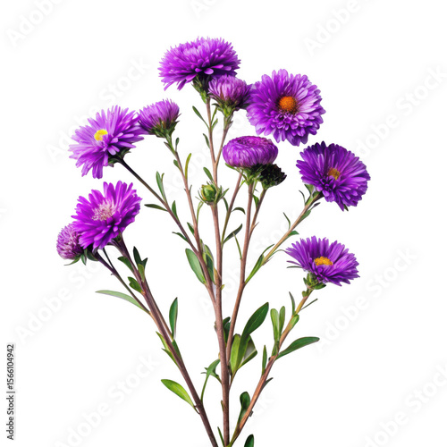 Purple Aster Flowers Branch on transparent