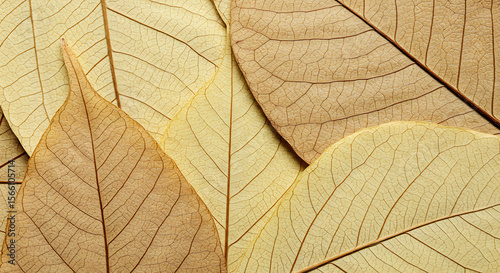 Earthy and organic texture: dried, translucent leaves with prominent vein structures